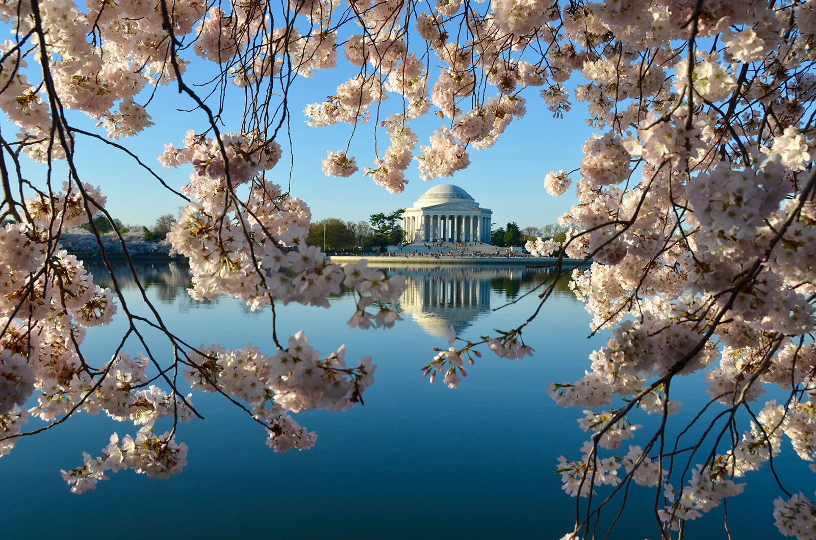 DC Cherry blossoms
