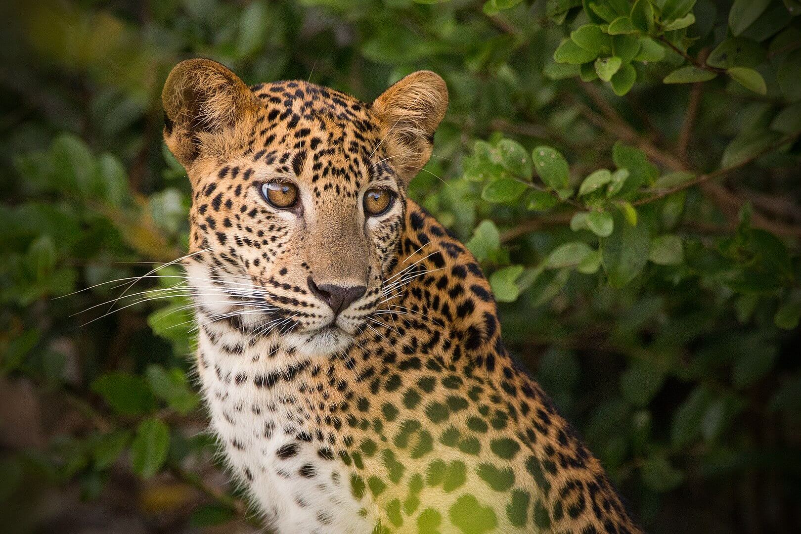 1620px-sri_lankan_leopard_at_wilpattu_national_park_-_brave_beauty-compressor