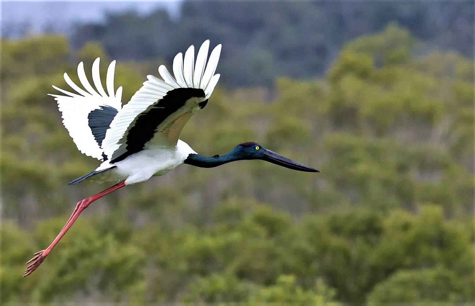 female_of_black-necked_stork-compressor