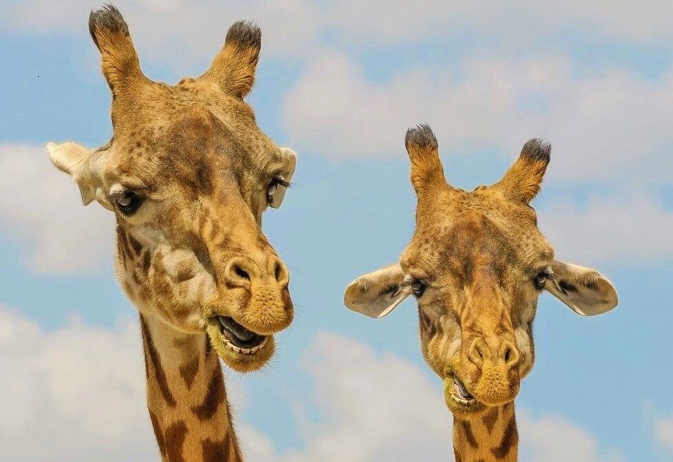 giraffe-901009_1280-compressor