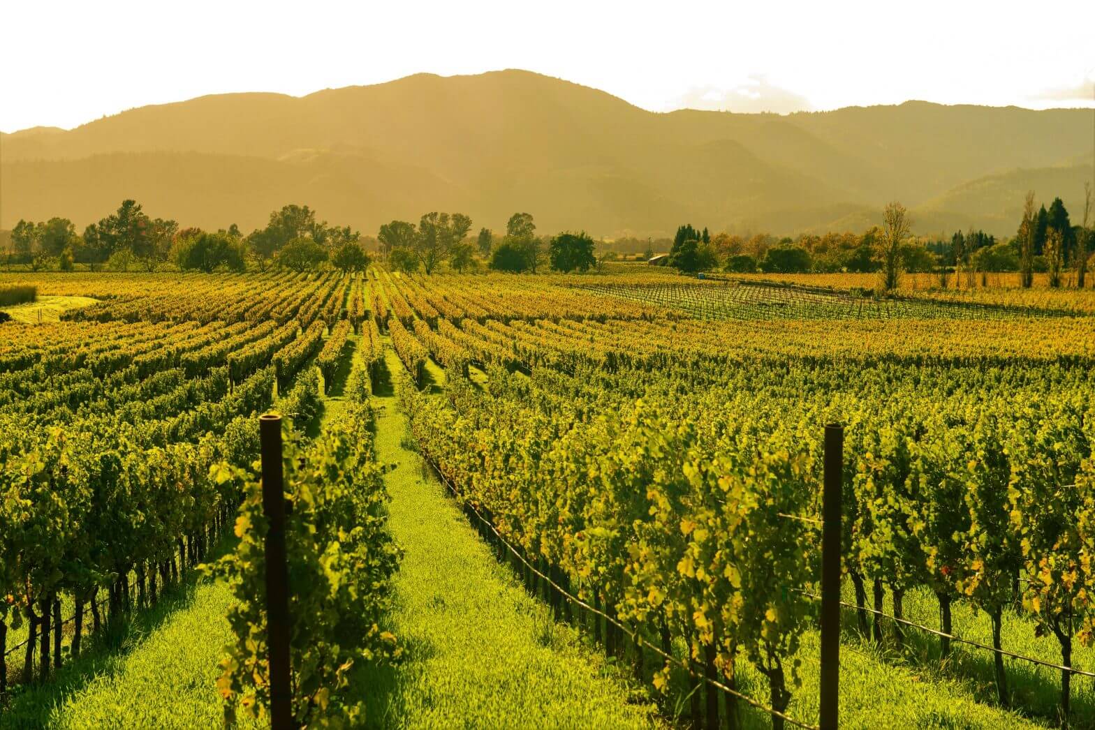 Experts' Choice 2021: Sonoma & Napa Valley win Best of USA